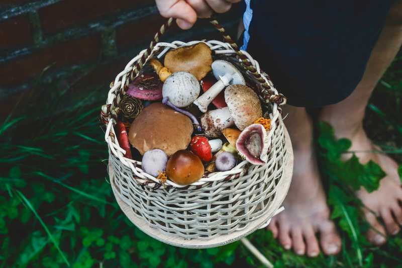 Ein Kind trägt barfuß einen Korb voller bunter Pilze durchs Gras