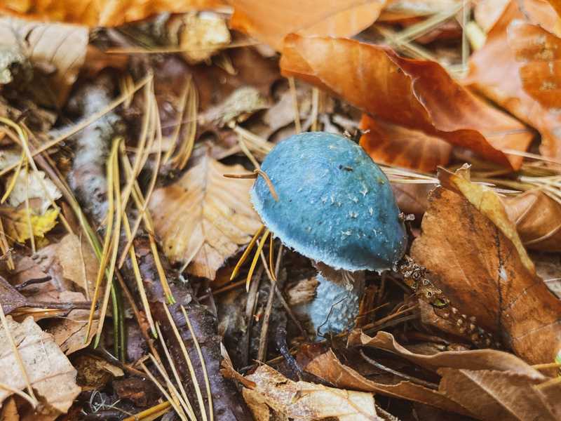 Kleiner Pilz mit blaugrauem Hut zwischen Buchenlaub und Kiefernnadeln