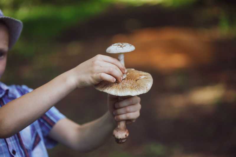 Ein Kind zeigt zwei gefundene Pilze, einen großen und einen kleinen