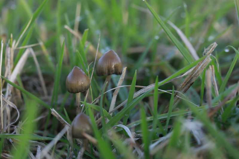 Drei kleine spitze Hüte im taunassen Wiesengras