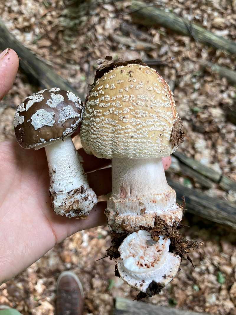 Eine Hand hält drei Pilze mit hellen, warzigen Flocken auf den Hüten