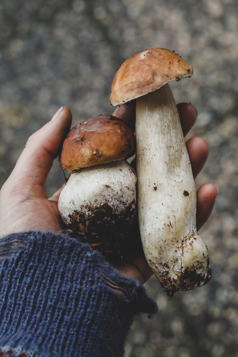 Zwei Pilze mit hellen Stielen, gehalten in einer Hand mit blauem Strickärmel