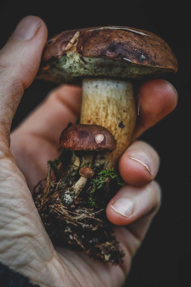 Eine Hand hält einen Pilz samt Moospolster und Wurzelwerk, zwei kleinere liegen daneben