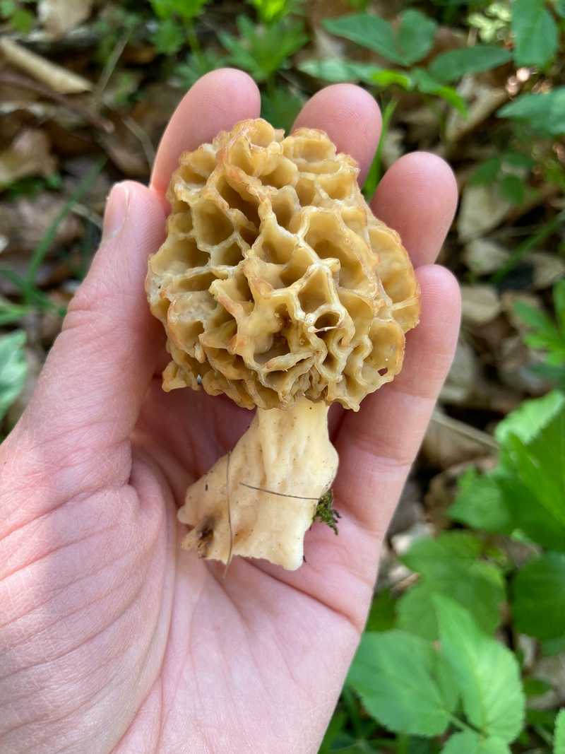Eine Hand hält einen Pilz mit wabenartig gemustertem Hut über grünen Bodenpflanzen