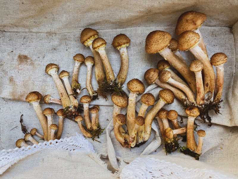 Schuppige, ockerfarbene Pilze in lockeren Reihen auf einem Leinentuch mit Spitzenborte