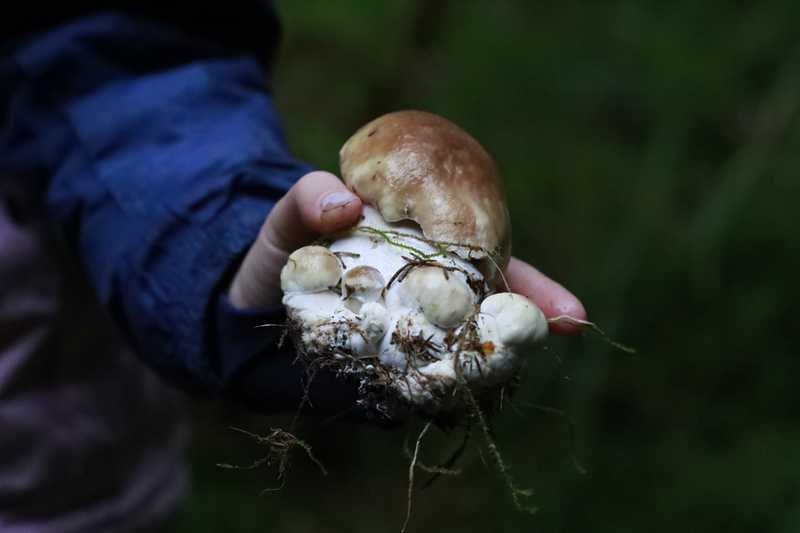 Eine Kinderhand hält einen großen Pilz, kleine weiße Pilze wachsen daneben
