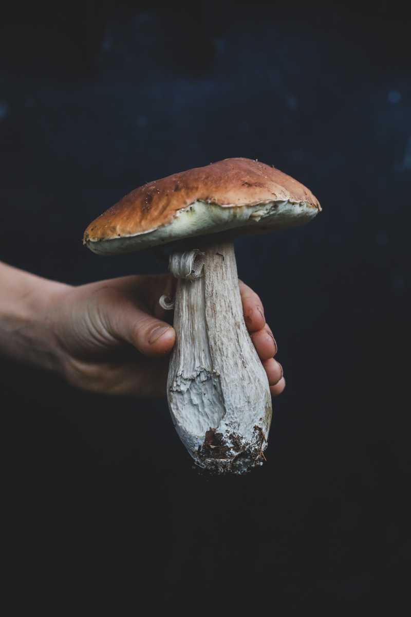 Eine Hand hält einen großen Pilz mit kräftigem hellem Stiel vor schwarzem Hintergrund