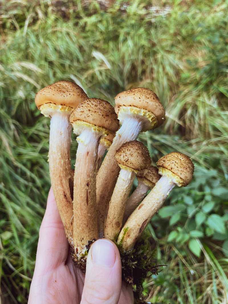 Eine Hand hält ein Büschel Pilze mit schuppigen, ockerfarbenen Hüten vor grünem Hintergrund