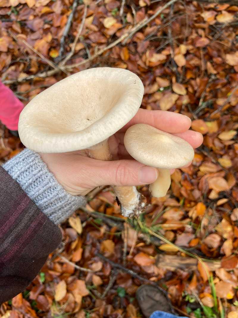 Eine Hand hält zwei dicke, cremeweiße trichterförmige Hüte über Herbstlaub