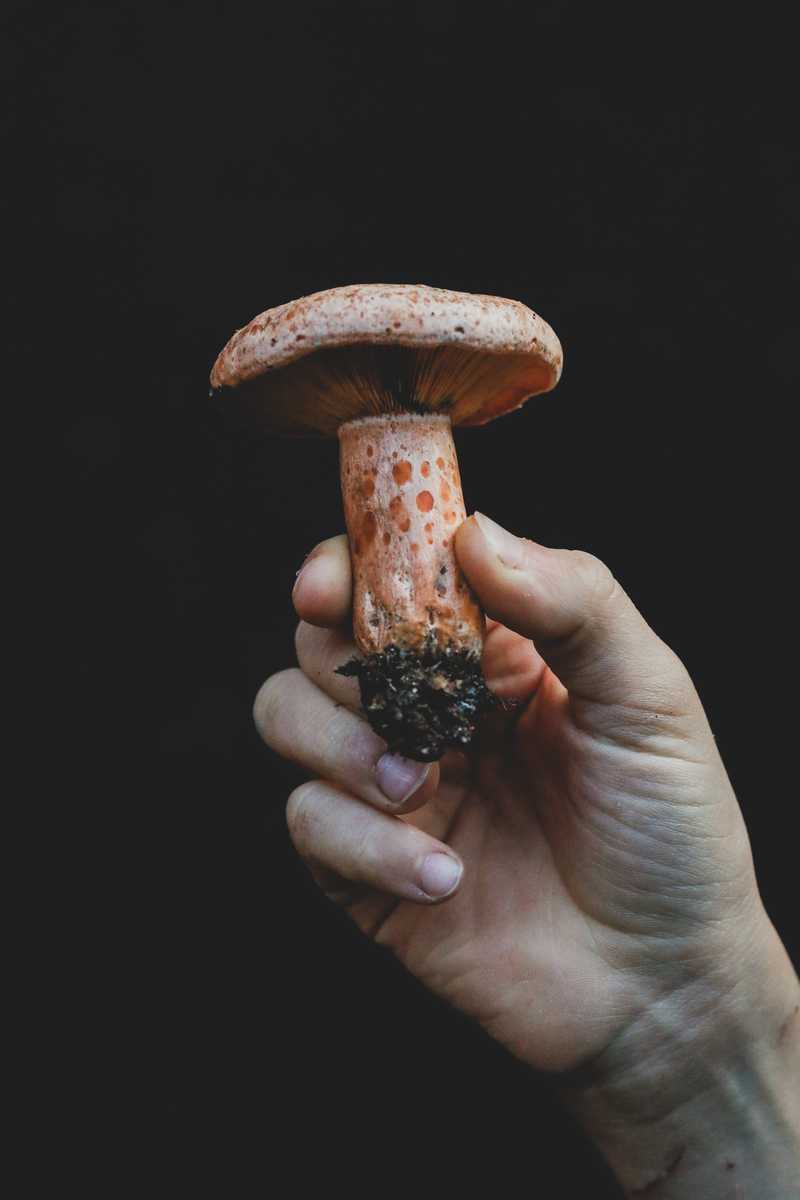 Eine Hand hält einen cremefarbenen Pilz mit orange gesprenkeltem Stiel vor Schwarz