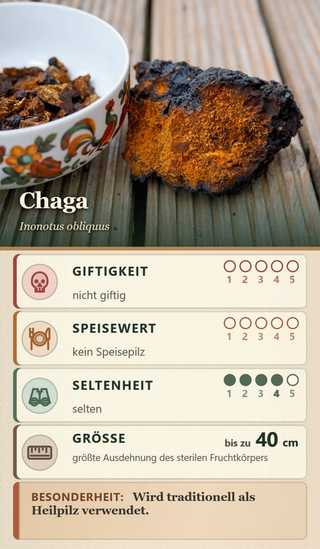 Spielkarte Chaga (Inonotus obliquus): Giftigkeit 0 – nicht giftig, Speisewert 0 – kein Speisepilz, Seltenheit 4 – selten, Größe bis zu 40 cm. Besonderheit: Wird traditionell als Heilpilz verwendet.