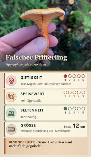 Spielkarte Falscher Pfifferling (Hygrophoropsis aurantiaca): Giftigkeit 1 – kann Magen-Darm-Beschwerden auslösen, Speisewert 0 – kein Speisepilz, Seltenheit 1 – sehr häufig, Größe bis zu 12 cm. Besonderheit: Seine Lamellen sind mehrfach gegabelt.