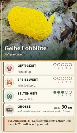 Spielkarte Gelbe Lohblüte (Fuligo septica): Giftigkeit 0 – nicht giftig, Speisewert 0 – kein Speisepilz, Seltenheit 3 – gelegentlich, Größe bis zu 30 cm. Besonderheit: Schleimpilz statt echter Pilz – auch „Mondkacke“ genannt.