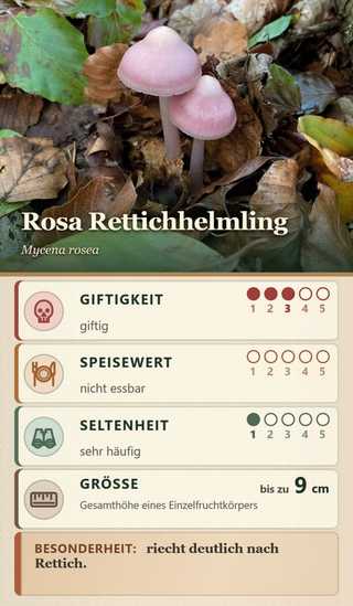 Spielkarte Rosa Rettichhelmling (Mycena rosea): Giftigkeit 3 – giftig, Speisewert 0 – nicht essbar, Seltenheit 1 – sehr häufig, Größe bis zu 9 cm. Besonderheit: riecht deutlich nach Rettich.