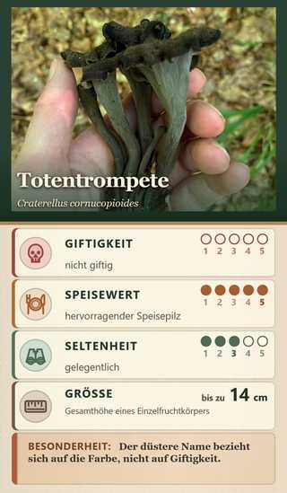 Spielkarte Totentrompete (Craterellus cornucopioides): Giftigkeit 0 – nicht giftig, Speisewert 5 – hervorragender Speisepilz, Seltenheit 3 – gelegentlich, Größe bis zu 14 cm. Besonderheit: Der düstere Name bezieht sich auf die Farbe, nicht auf Giftigkeit.