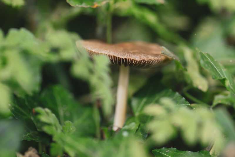 Kleiner brauner Schirmpilz zwischen sattgrünen Blättern