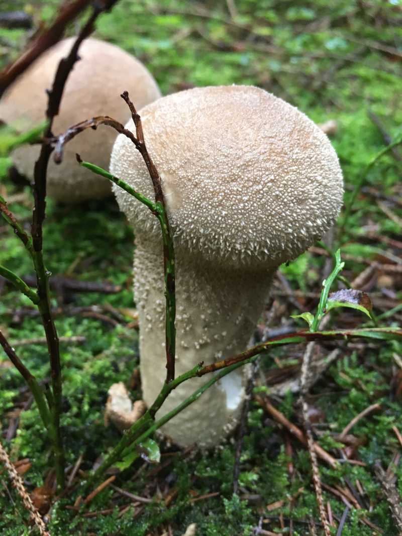 Birnenförmiger Pilz mit körniger Oberfläche zwischen Moos und Heidekraut