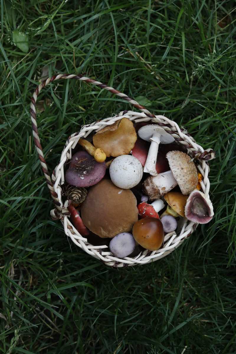 Weidenkorb mit gesammelten Pilzen von oben im grünen Gras