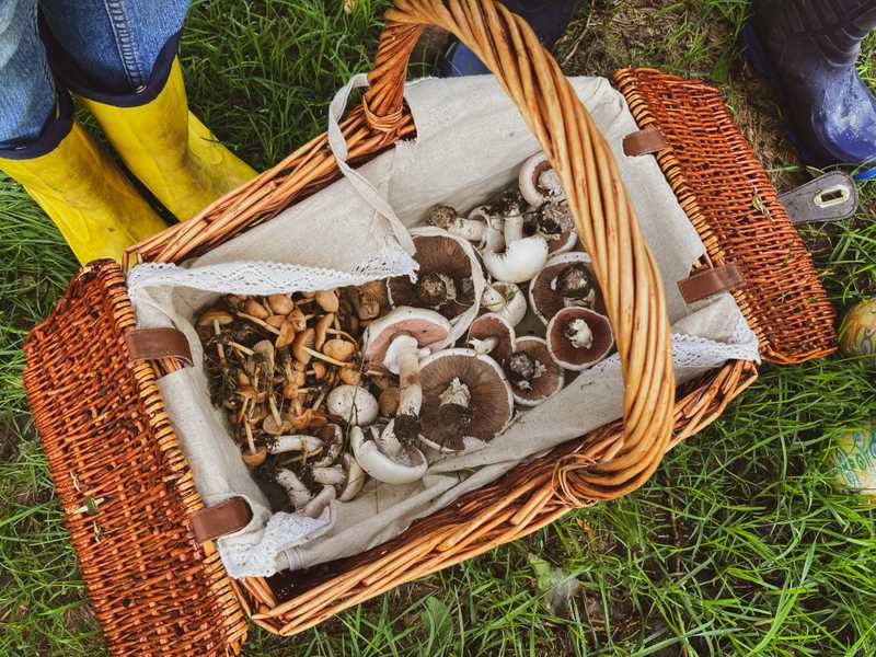 Ein Korb voller Pilze im Gras zwischen einem kleinen und einem großen Paar Gummistiefel