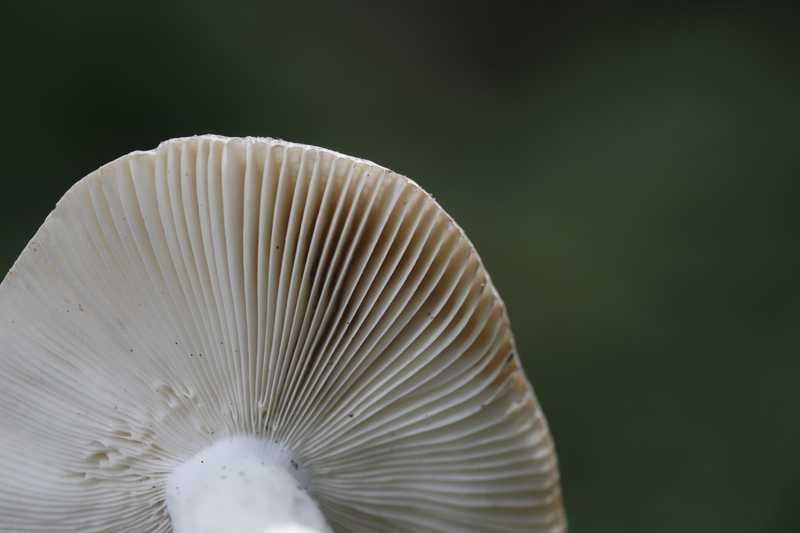 Makro eines weißen Pilzhuts, die Lamellen fächern sich vor dunklem Grün auf