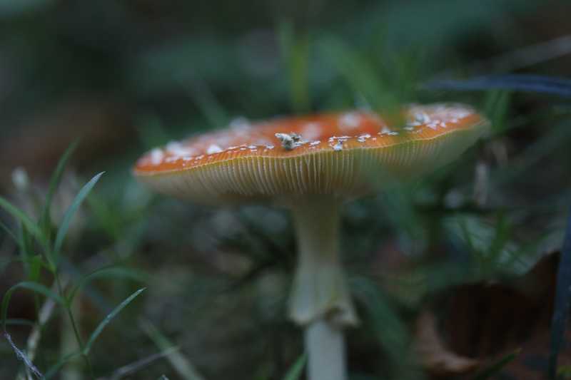 Pilz mit rotem Hut im Gegenlicht vor dunklem Wald