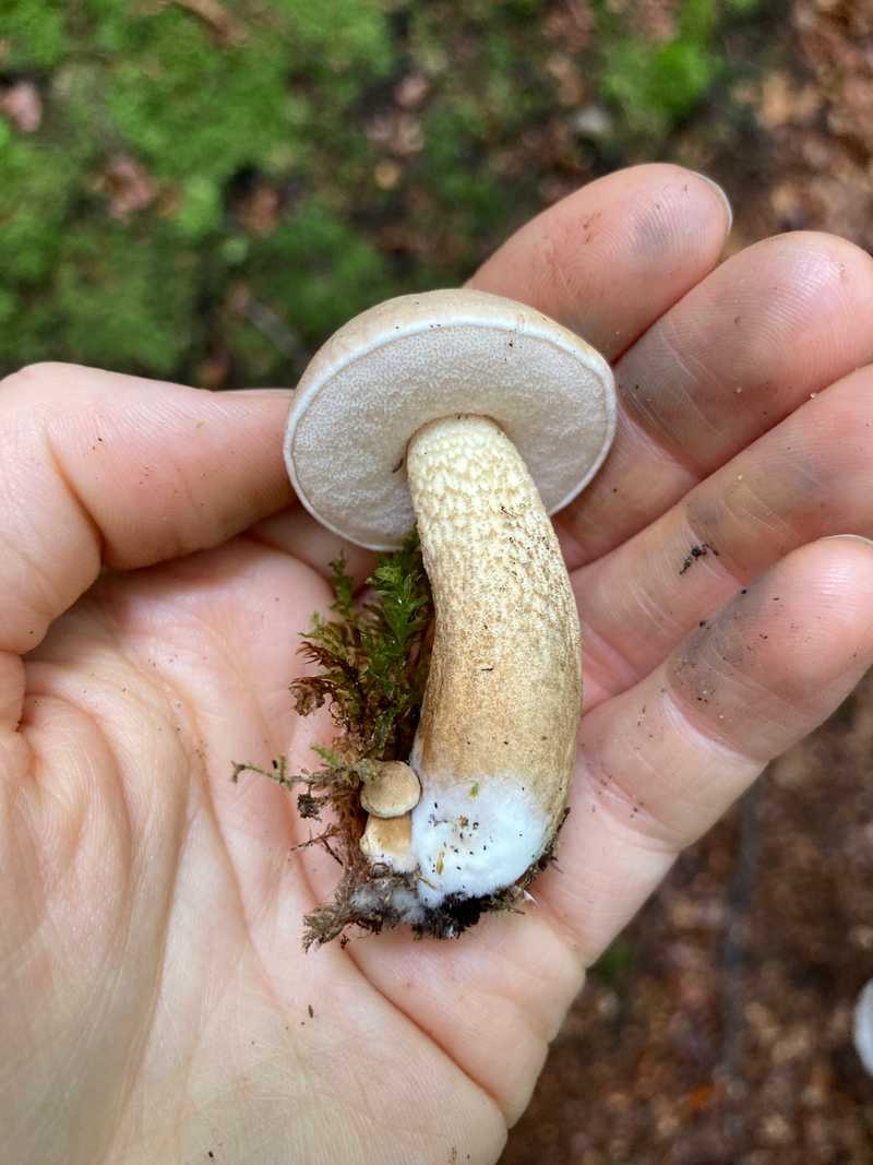 Eine Hand kippt einen kleinen Pilz zur Seite und zeigt die feine Porenschicht