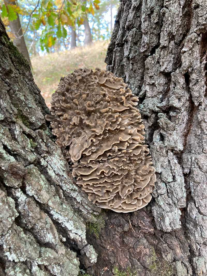 Graubraune, gewellte Pilzrosette in der Gabelung eines bemoosten Baumstamms