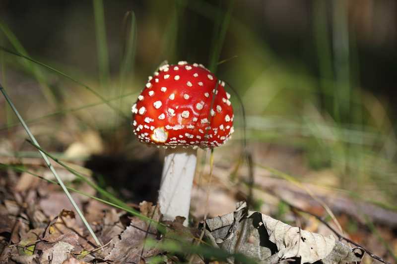 Leuchtend roter Pilzhut mit weißen Flocken im sonnigen Herbstlaub