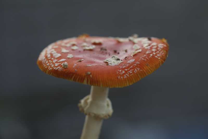 Pilz mit rotem, weiß beflocktem Hut vor ruhigem graugrünem Hintergrund