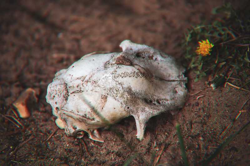 Ein ausgebleichter Tierschädel auf rotbraunem Waldboden