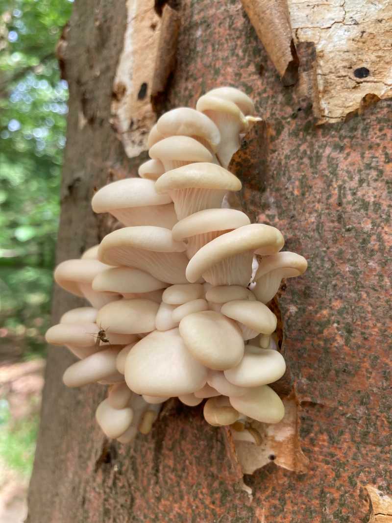 Dicht gestaffelte, cremefarbene Pilze wachsen übereinander aus einem stehenden Stamm
