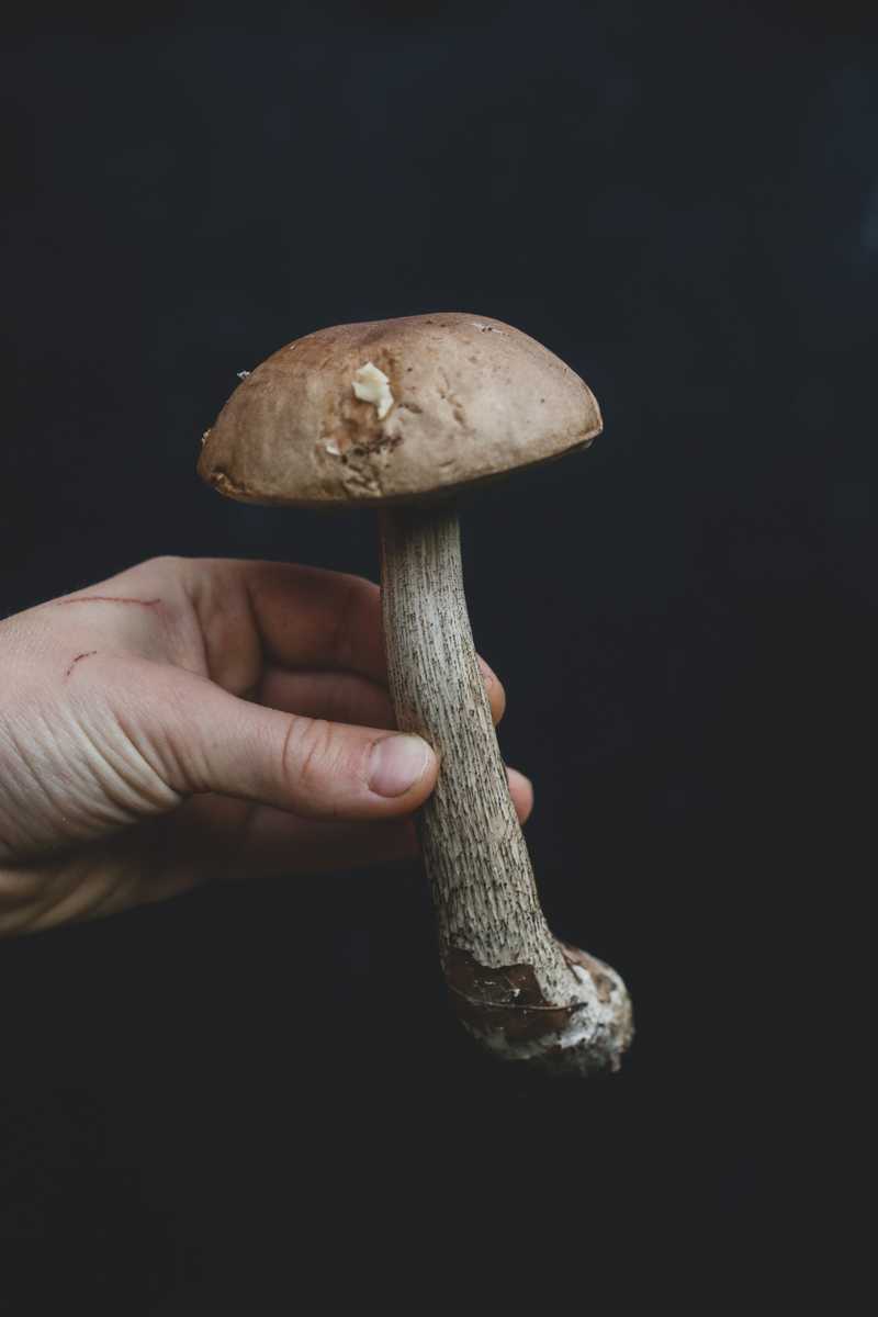 Eine Hand hält einen Pilz mit braunem Hut und langem, grau gesprenkeltem Stiel vor Schwarz