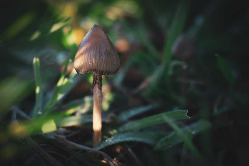 Ein einzelner schlanker Pilz in einem Lichtstrahl im dunklen Gras