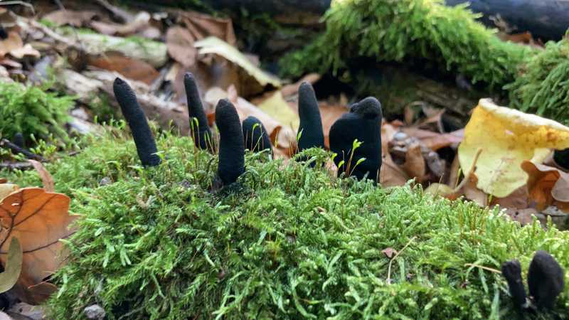 Schwarze, fingerförmige Pilze wachsen aus leuchtend grünem Moos auf einem liegenden Stamm