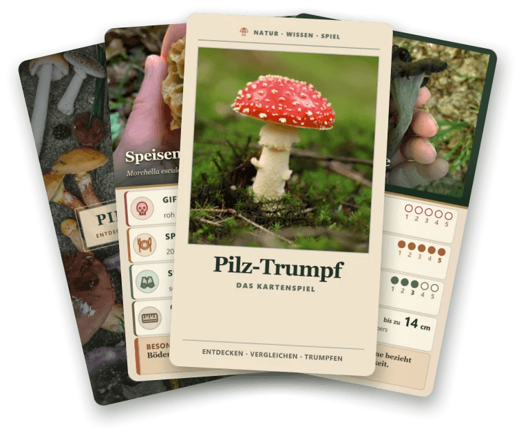 Pilz-Trumpf: die Titelkarte mit Fliegenpilz, dahinter aufgefächert zwei Spielkarten und die Kartenrückseite