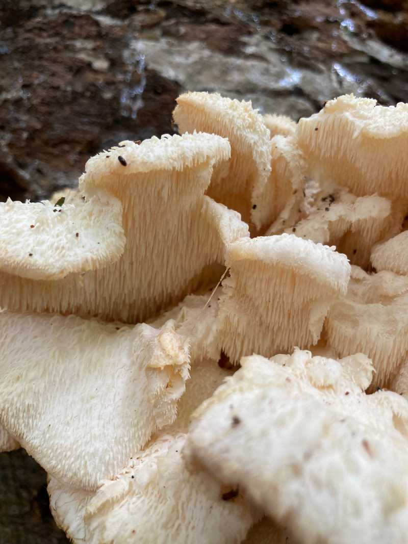 Extreme Nahaufnahme eines cremeweißen Pilzes mit dicht stehenden Stacheln an der Unterseite