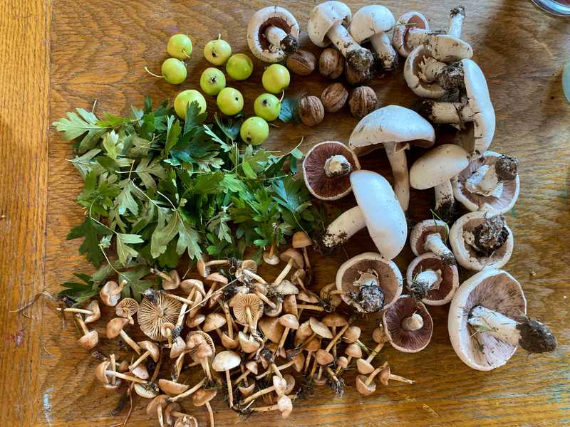 Pilze, Holzäpfel, Walnüsse und Herbstlaub, ausgelegt auf einem Eichentisch