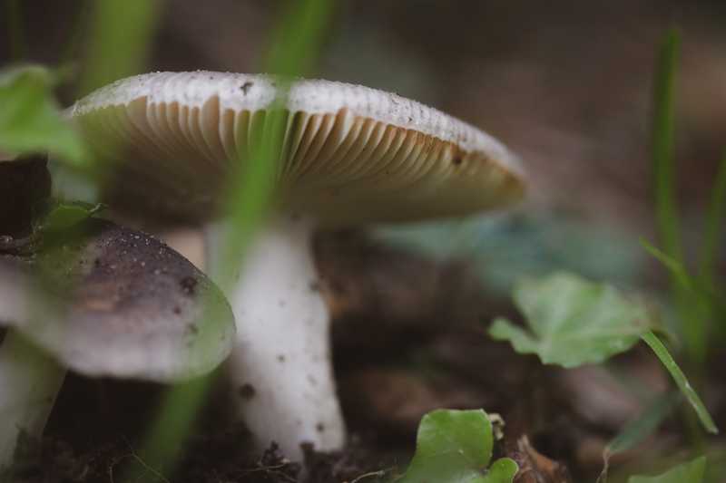 Blick von unten unter einen weißen Pilzhut, zwischen Gras und Klee hindurch fotografiert
