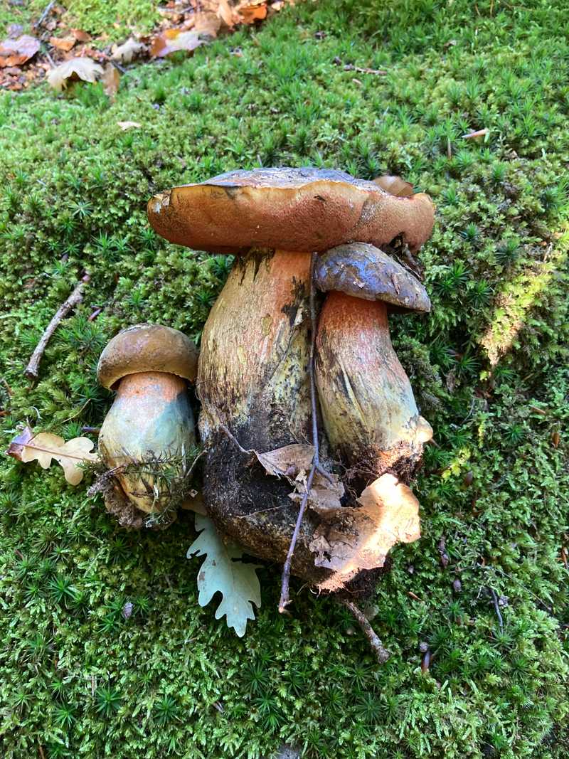Vier geerntete Pilze mit hellen, dicken Stielen auf leuchtend grünem Polstermoos